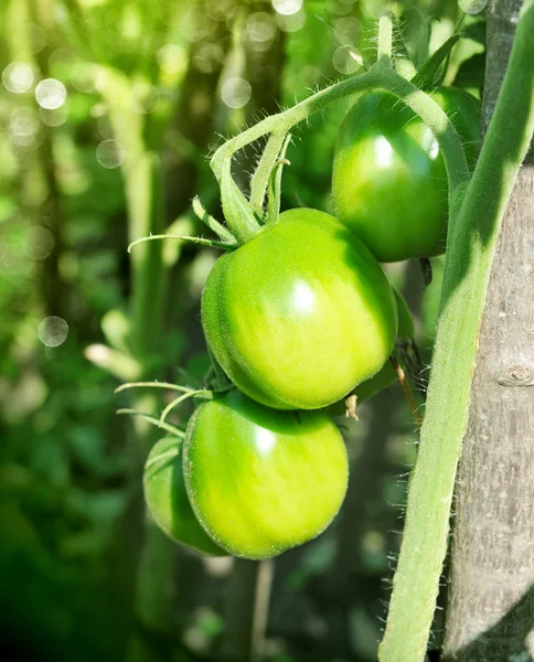 Gröna tomater. Jordbruksbegreppet — Stockfoto