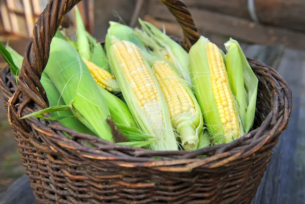 Tuoreet maissintähkät korissa — kuvapankkivalokuva