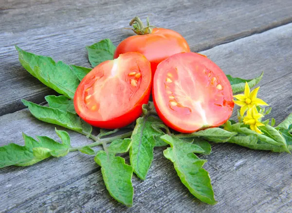 Los tomates están con hojas y flores en una vieja mesa de madera —  Fotos de Stock