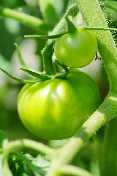 Tomates verdes. Concepto agrícola —  Fotos de Stock