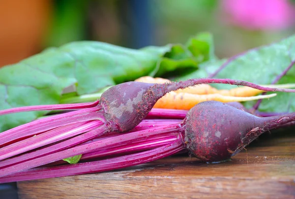 Frische Rübenwurzeln, Makroschuss — Stockfoto