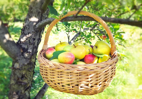 Здоровые органические яблоки в корзине — стоковое фото