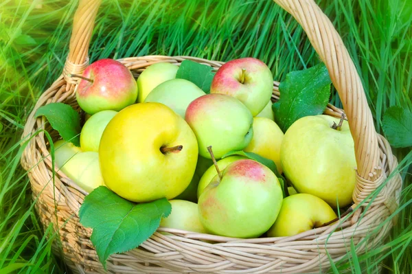 Manzanas orgánicas saludables en la cesta —  Fotos de Stock