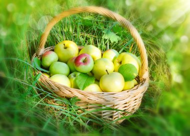 Sepette Sağlıklı Organik Elmalar