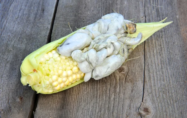 Corn smut, Ustilago maydis — Stock Photo, Image