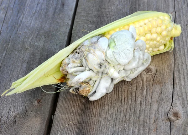 Corn smut, Ustilago maydis — Stock Photo, Image