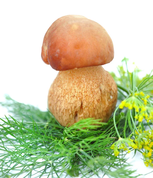White mushroom in greenery of dill on white background — Stock Photo, Image