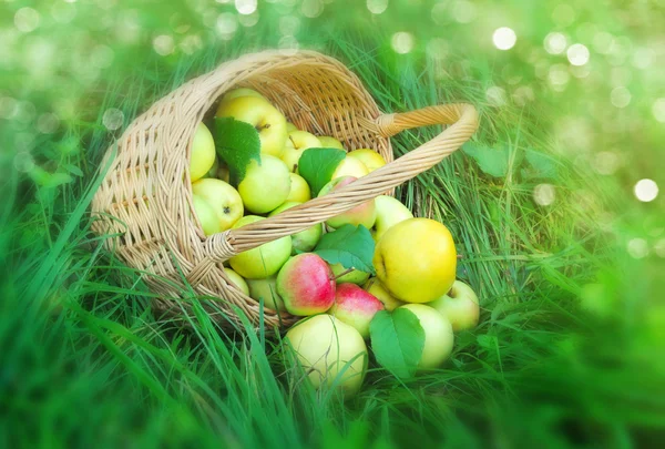 Gesunde Bio-Äpfel im Korb — Stockfoto