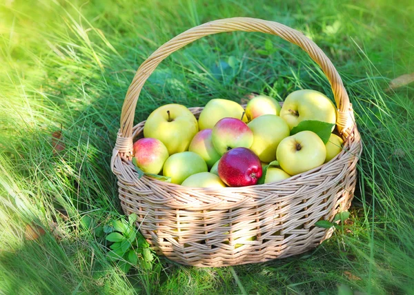 Maçãs orgânicas saudáveis na cesta — Fotografia de Stock