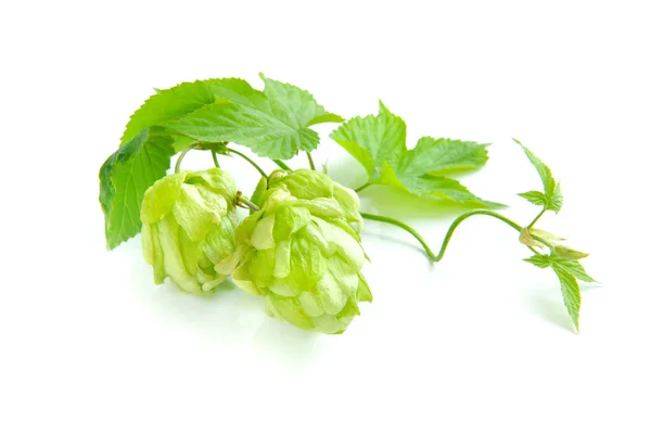 Branch of hop is with cones and sheets (Humulus lupulus) on a white background — Stock Photo, Image