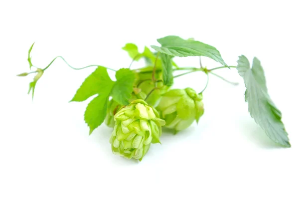 Branch of hop is with cones and sheets (Humulus lupulus) on a white background — Stock Photo, Image