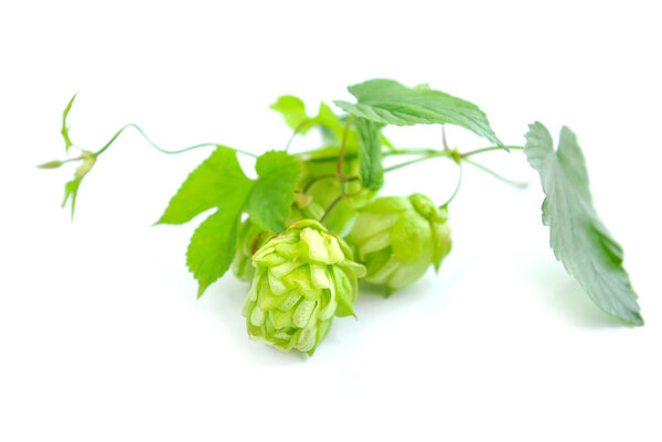 Branch of hop is with cones and sheets (Humulus lupulus) on a white background