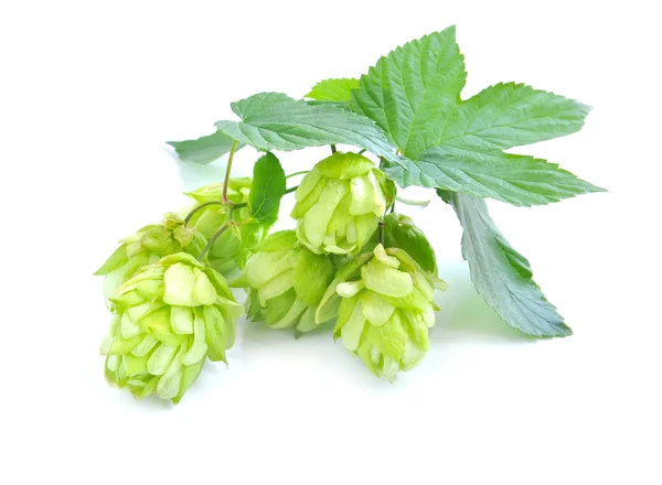 Pobočka hop je s kužely a listy (Humulus lupulus) na bílém pozadí — Stock fotografie