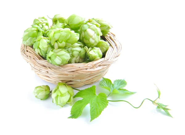 Ramo de lúpulo é com cones e lençóis (Humulus lupulus) estão em uma cesta pequena em um fundo branco — Fotografia de Stock