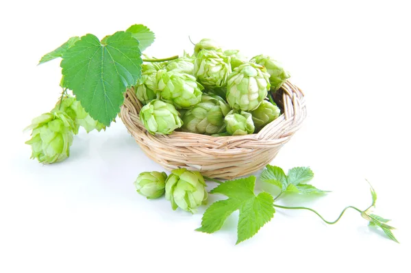 Branch of hop is with cones and sheets (Humulus lupulus) are in a little basket on a white background — Stock Photo, Image