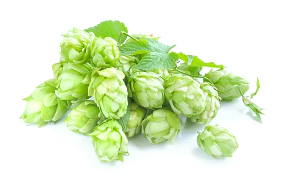Small group of cones of hop with sheets (Humulus lupulus) on a white background — Stock Photo, Image