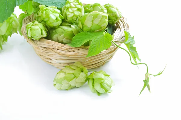 Ветка хмеля с конусами и простыни (Humulus lupulus) находятся в маленькой корзине на белом фоне — стоковое фото