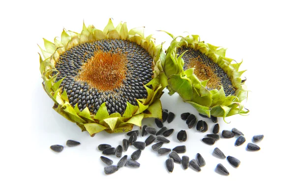 Girasoles de otoño con semillas maduras sobre fondo blanco —  Fotos de Stock