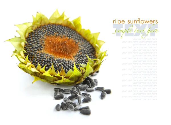 Autumn sunflower with ripe seeds on white background — Stock Photo, Image