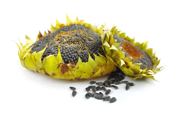 Girasoles de otoño con semillas maduras sobre fondo blanco —  Fotos de Stock