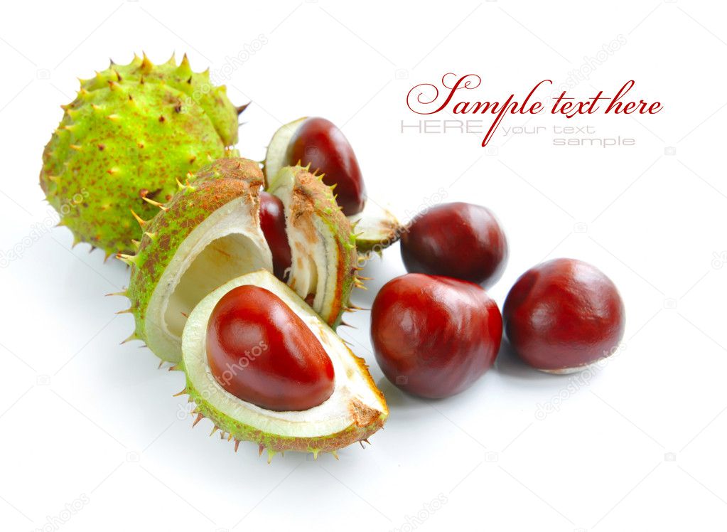 Chestnuts with crust on a white background