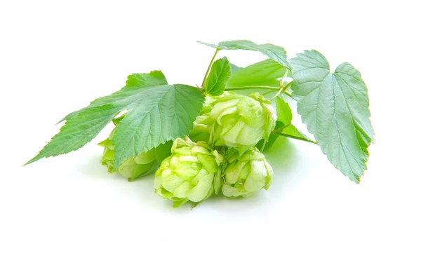 Branch of hop is with cones and sheets (Humulus lupulus) on a white background — Stock Photo, Image