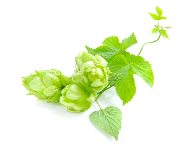 Branch of hop is with cones and sheets (Humulus lupulus) on a white background — Stock Photo, Image