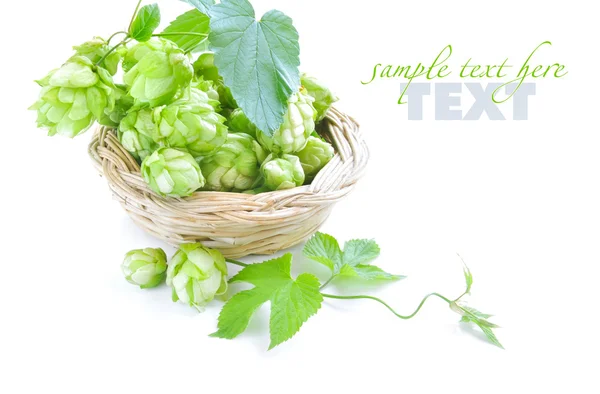 Tak van hop is met kegels en bladen (Humulus lupulus) zijn in een kleine mand op een witte achtergrond — Stockfoto