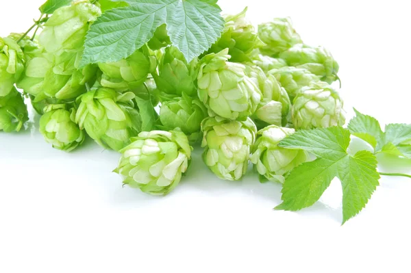 Pequeño grupo de conos de lúpulo con hojas (Humulus lupulus) sobre un fondo blanco — Foto de Stock