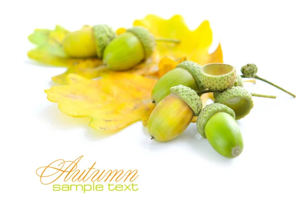 Oak acorns with leaves on a white background — Stock Photo, Image