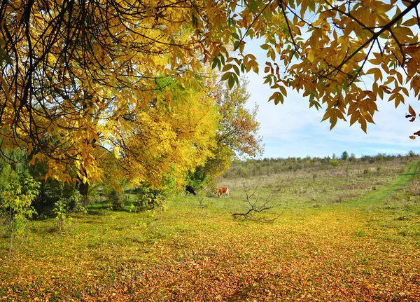 Paisaje otoñal —  Fotos de Stock