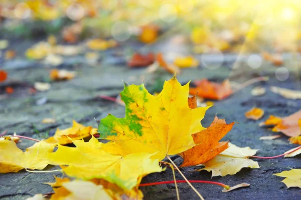 Hermosas hojas de arce de otoño en un camino viejo — Foto de Stock