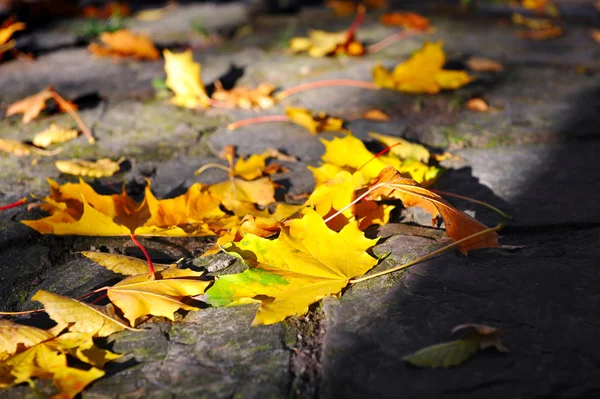 Krásné podzimní Javorové listy na staré silnici — Stock fotografie