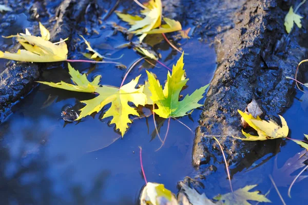 Podzimní listí na vodě — Stock fotografie