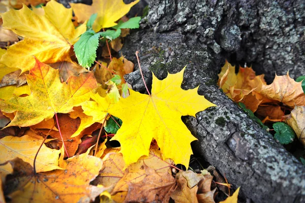 Autumn leaves in forest — Stock Photo, Image