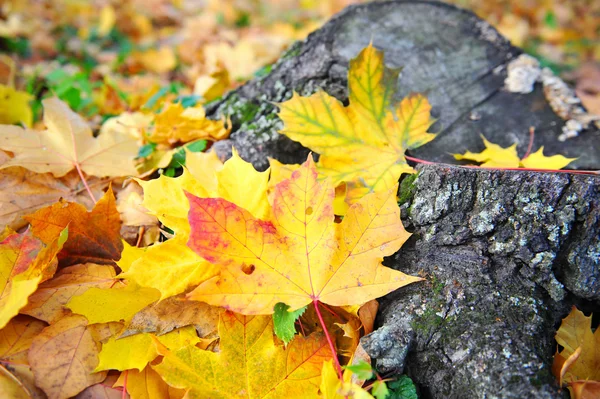 Höstlöv i skogen — Stockfoto