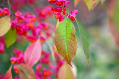 iğ ağacı ve delikanlı ile güzel sonbahar arka plan olduğunu