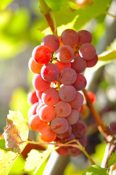 Red grapes on vine in sunlight — Stock Photo, Image