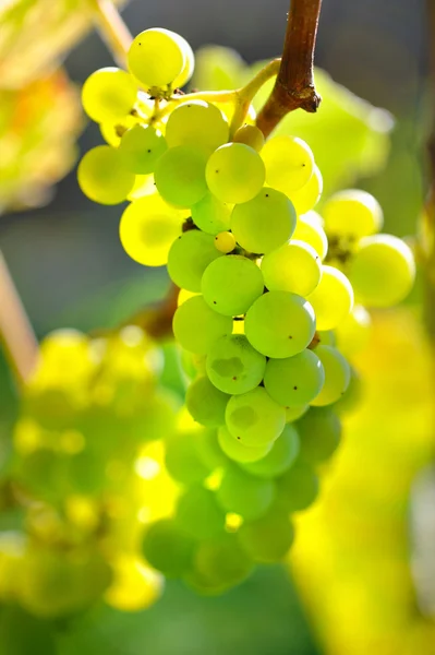 Groene druiven op wijnstok over lichte achtergrond — Stockfoto