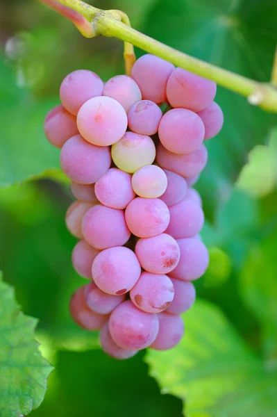 Sekelompok anggur merah pada pokok anggur — Stok Foto