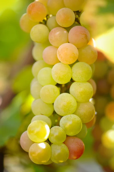 Uvas verdes sobre vid sobre fondo brillante —  Fotos de Stock