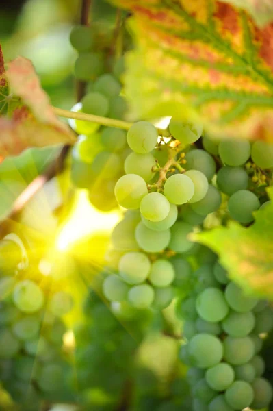 Groene druiven op wijnstokken in zonnestralen — Stockfoto