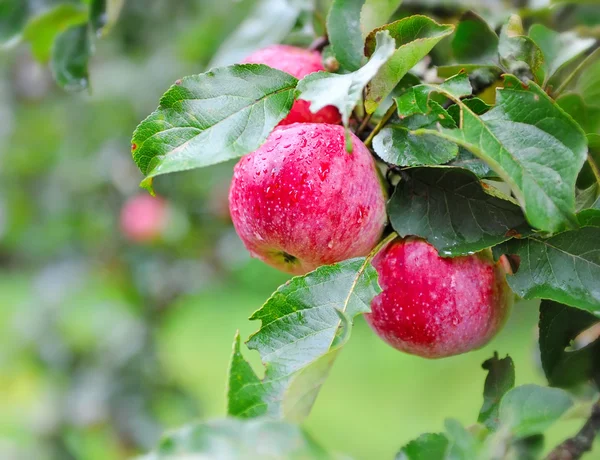 En mogna röda äpplen täckta med regndroppar — Stockfoto