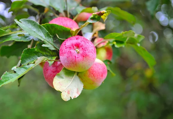 Una mela rossa matura ricoperta di gocce di pioggia — Foto Stock