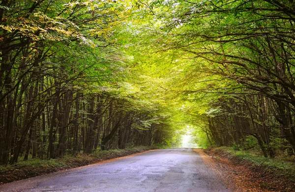 Caminho através da floresta de outono — Fotografia de Stock