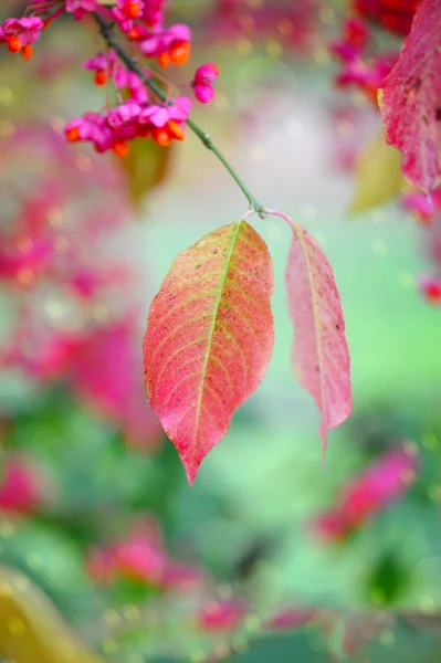 Hermoso fondo de otoño es con la ramita de árbol de husillo — Foto de Stock