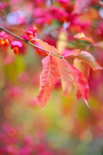 Hermoso fondo de otoño es con la ramita de árbol de husillo — Foto de Stock