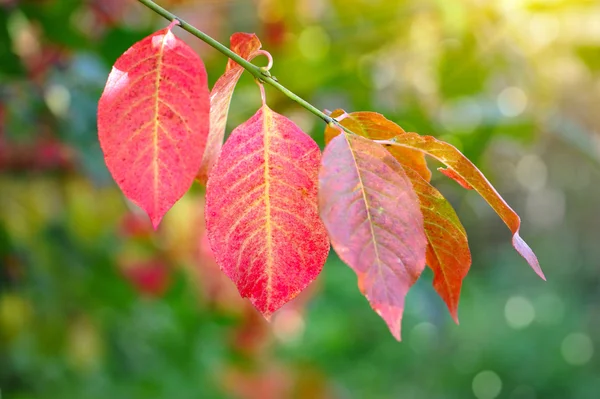 Herbst Hintergrund ist mit bunten Blättern — Stockfoto