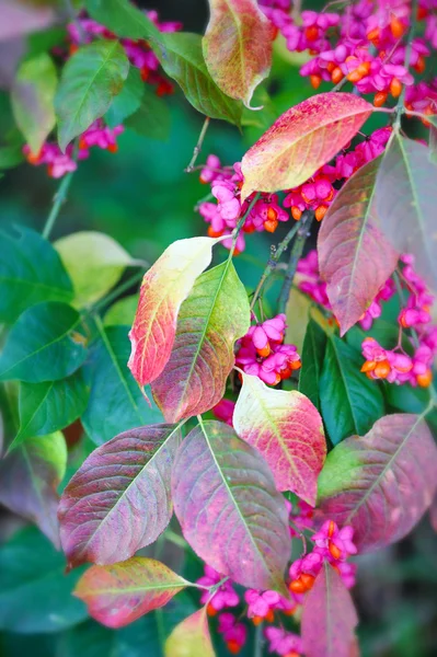 Hermoso fondo de otoño es con la rama del árbol del huso — Foto de Stock