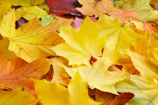 Maple leaves background — Stock Photo, Image